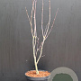 Acer pal. 'Bloodgood' 60-80 cm 7,5L