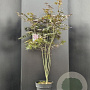 Acer pal. 'Bloodgood' 125-150 cm 10L
