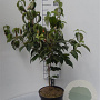 Cornus kousa chinensis 60-80 cm 5,0L