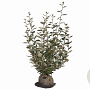 Elaeagnus ebbingei 100-120 cm met kluit