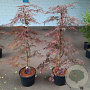 Acer pal. 'Garnet' 100-125 cm 12L