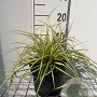 Carex oshim. 'Evergold' GM 2,0L