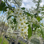 Prunus padus 10-12 HO draadkluit
