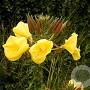 Oenothera glazioviana GM P9