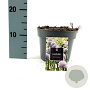Allium 'Gladiator' GM 2,0L