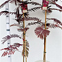 Albizia julibr. 'Summer Chocolate' 125-150 cm 3,5L