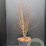 Amelanchier aln. 'Obelisk' 80-100 cm 10L