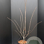 Amelanchier 'Ballerina' 100-125 cm 10L