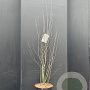 Amelanchier ovalis 125-150 cm 15L