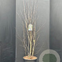 Amelanchier ovalis 175-200 cm 20L