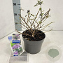 Buddleja Free Petite Blue Heaven 20-25 cm 2,0L