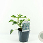 Hedera hel. 'Arborescens' 30-40 cm 2,0L