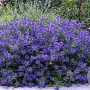 Caryopteris cland. 'Blauer Spatz' 30-40 cm 5,0L