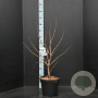 Cercis chinensis 'Avondale' 60-80 cm 10L