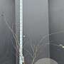 Cercis siliquastrum 100-125 cm 15L