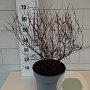 Spiraea jap. 'Goldflame' 40-45 cm 10L