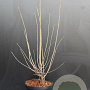 Chimonanthus praecox 60-80 cm 7,5L