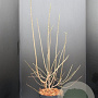 Chimonanthus praecox 80-100 cm 10L