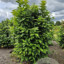 Chimonanthus praecox 125-150 cm met kluit