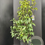 Chimonanthus praecox 125-150 cm 15L