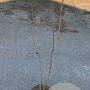 Chionanthus virginicus 80-100 cm met kluit