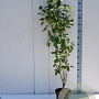 Cotinus coggygria 100-125 cm met kluit