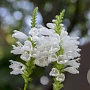 Physostegia v. 'Alba' GM P9