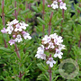 Thymus v. 'Compactus' GM P9