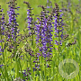 Salvia pratensis GM P9