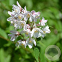 Deutzia Yuki Snowflake 50-60 cm 7,5L