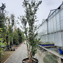 Quercus suber 300-350 cm cont. 150L meerstammig
