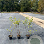 Amelanchier lamarckii 60-80 cm 5,0L