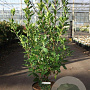 Arbutus unedo 60-80 cm 10L