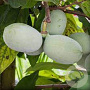 Asimina triloba 'Prima 1216' 50-70 cm C1.3