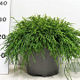 Chamaecyparis p. 'Sungold' 30-40 cm 5,0L