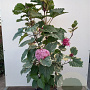 Clerodendrum bungei 'Pink Diamond' 25-30 cm 3,5L