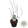 Corylus a. Medusa 50-60 cm 5,0L