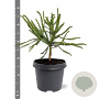 Cryptomeria j. 'Dacrydioides' 30-40 cm 5,0L