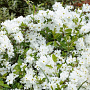Exochordra mactrantha 'The Bride' 60-80 cm 2,5L