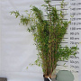 Fargesia 'Obelisk' 150-175 cm 15L