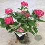 Hydrangea a. Ruby Annabelle 25-30 cm 3,5L
