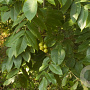 Juglans ailantifolia cordiformis 60-80 cm 6L