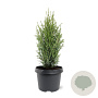 Juniperus communis 'Compressa' 30-40 cm 3,0L