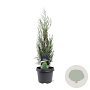 Juniperus s. 'Moonglow' 40-50 cm 3,0L