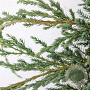 Juniperus squamata 'Blue Carpet' 30-40 cm 3,0L