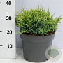 Juniperus squamata 'Holger' 30-40 cm 5,0L