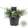 Juniperus virg. 'Grey Owl' 25-30 cm 3,5L