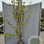 Mespilus germanica 175-200 cm container meerstammig