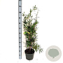Fargesia nitida 'Black Pearl' 175-200 cm 20L