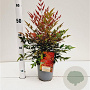 Nandina d. Obsessed 25-30 cm 2,5L